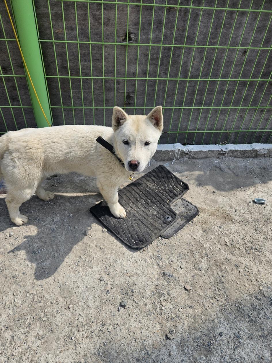 (사)동물보호관리협회_448535202500458